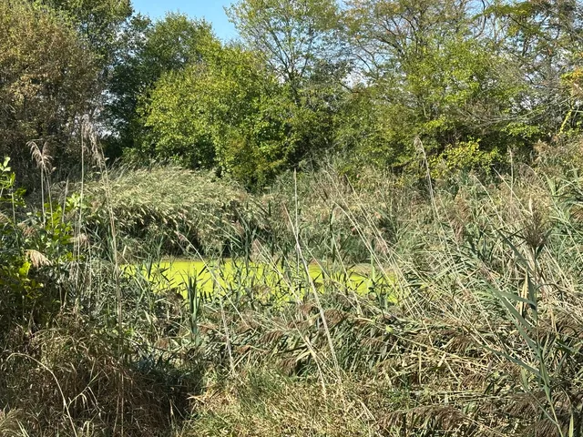 a view of a forest with a tree