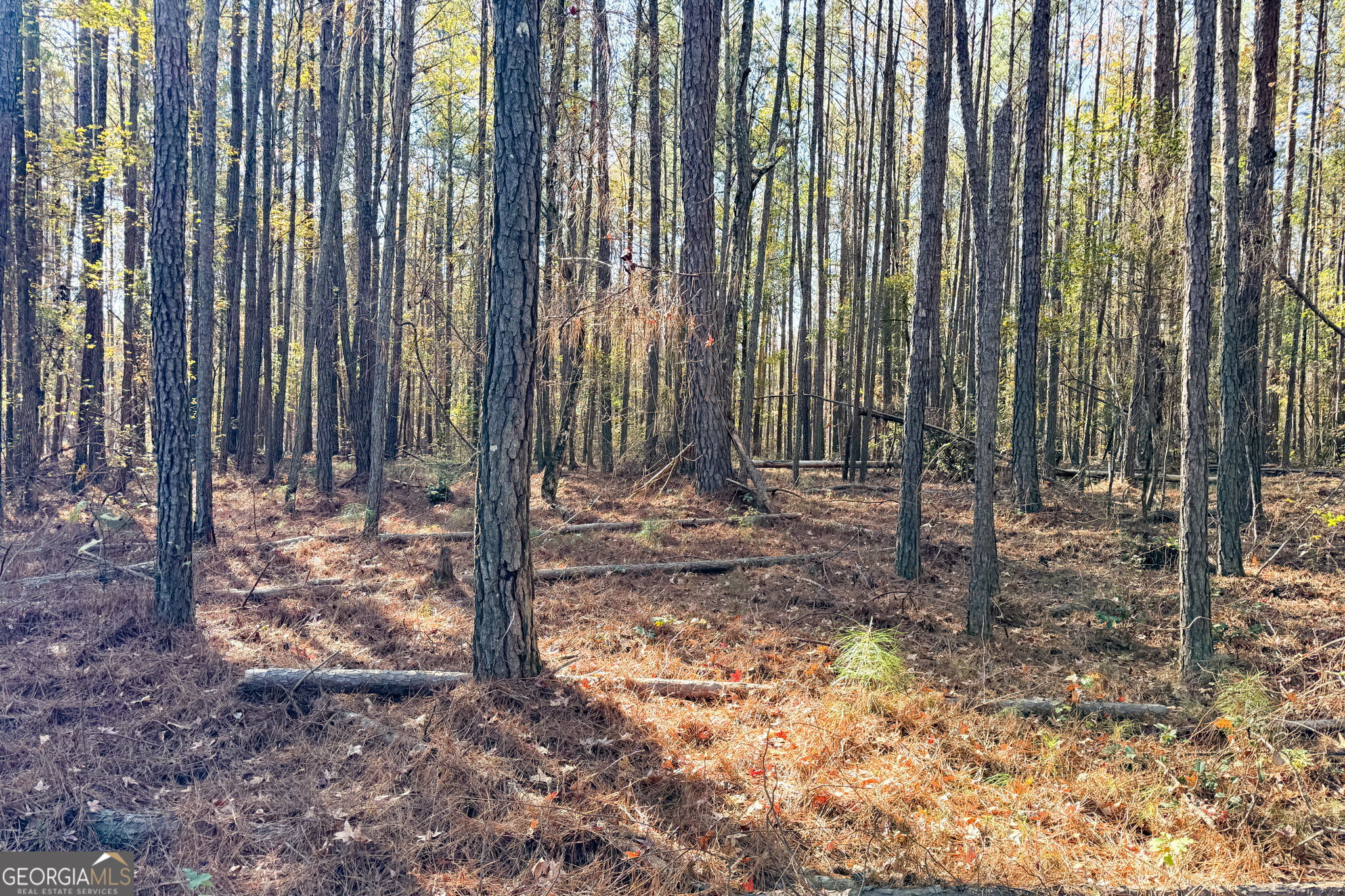 0 Crawford Road Barnesville, GA 30204 - Photo 3 of 5 a view of a backyard with plants and trees