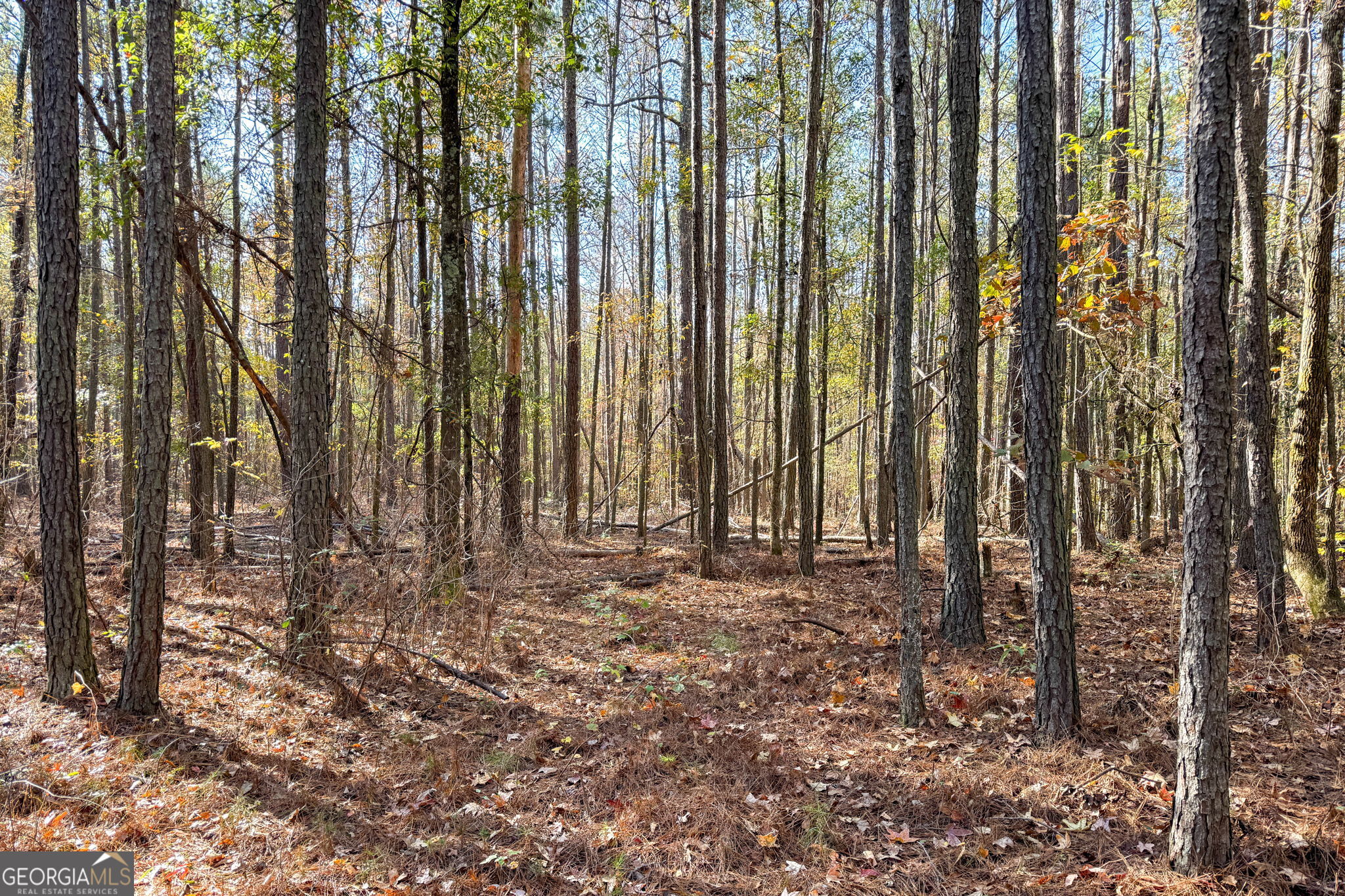 0 Crawford Road Barnesville, GA 30204 - Photo 4 of 5 a view of room with trees