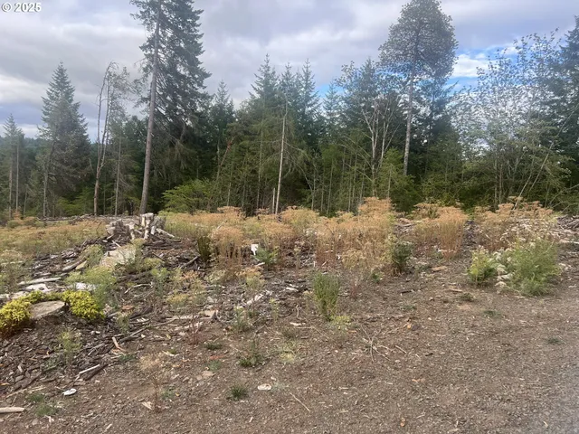 a view of a yard with trees