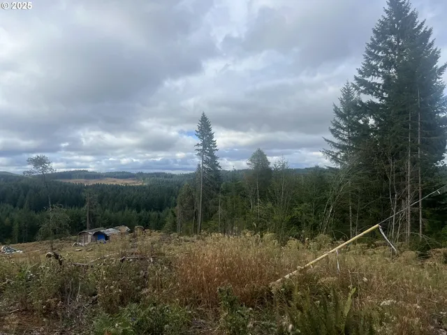 a view of a dry yard with trees in front of it