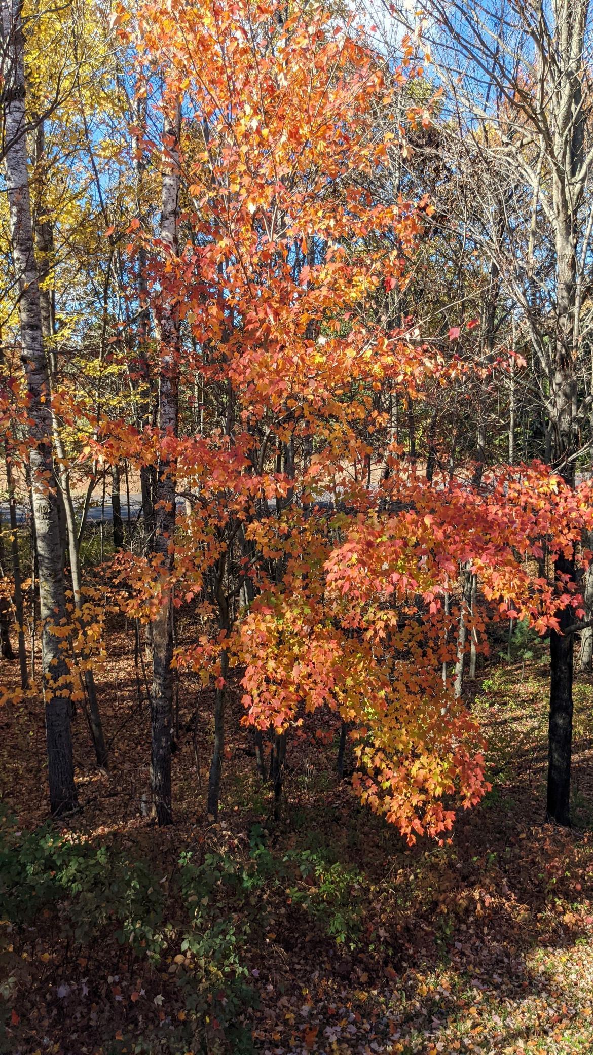 5267 County Road A Webster, WI 54893 - Photo 54 of 58