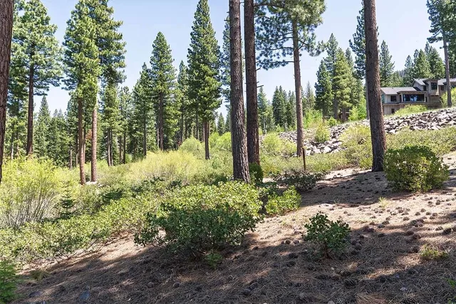 a view of a yard with plants and large trees