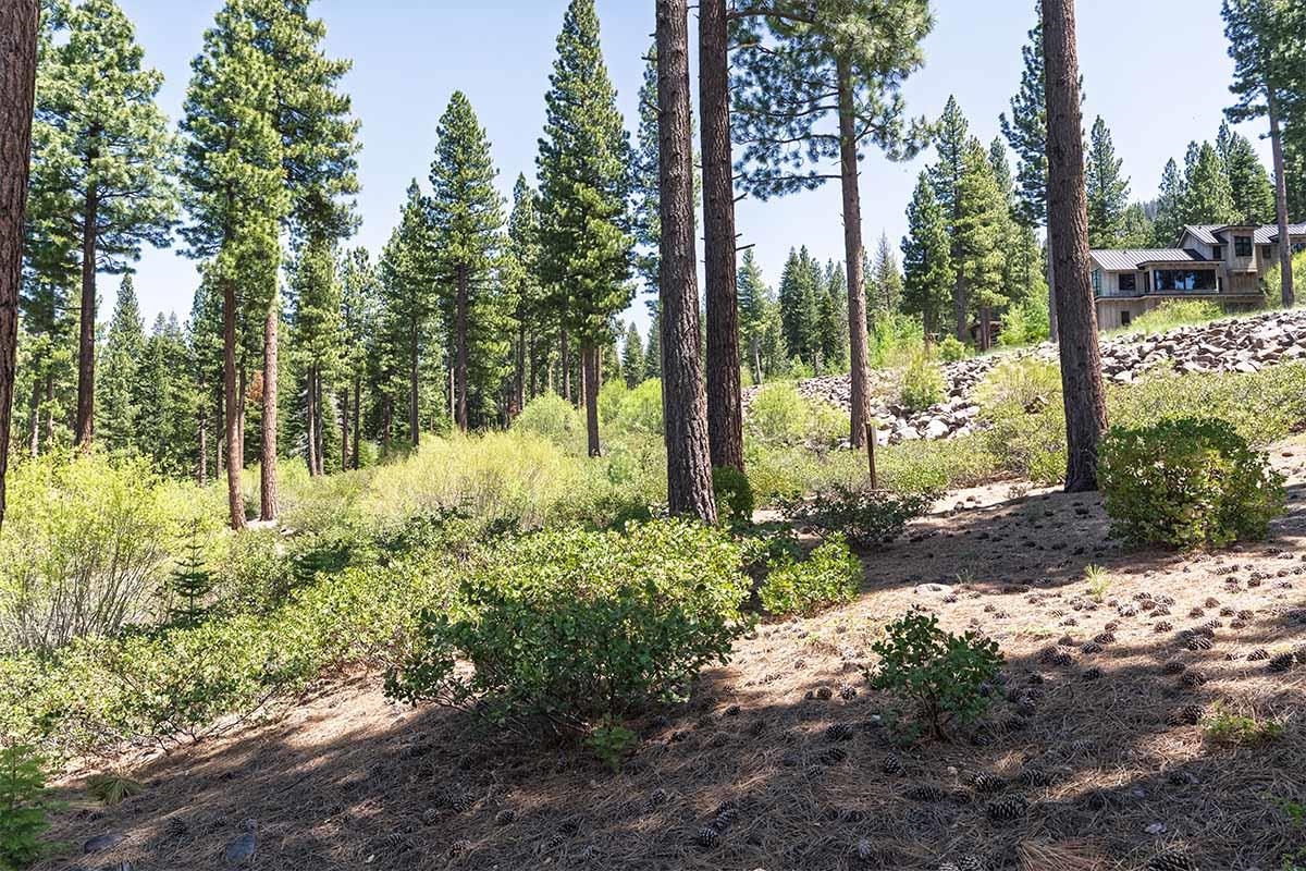 8143 Fallen Leaf Way Truckee, CA 96161 - Photo 4 of 17 a view of a yard with plants and large trees