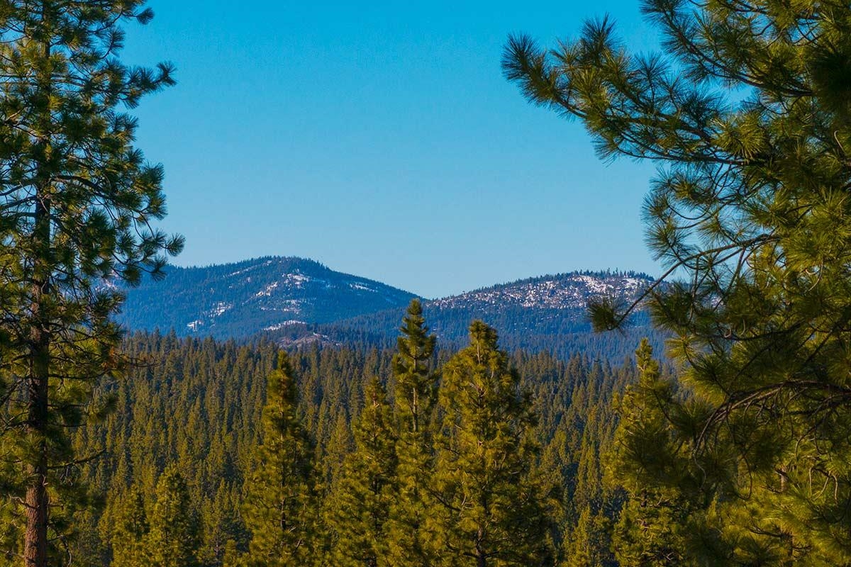 8143 Fallen Leaf Way Truckee, CA 96161 - Photo 5 of 17 a view of a tree with a mountain in the background