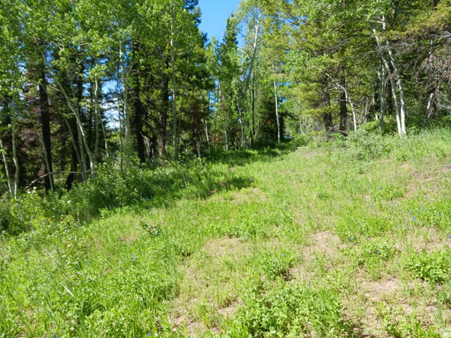 Baxter Sawmill Road East Hyrum, UT 84319 - Photo 4 of 8 Wooded lot featuring a sloping grassy terrain and mature deciduous and evergreen trees