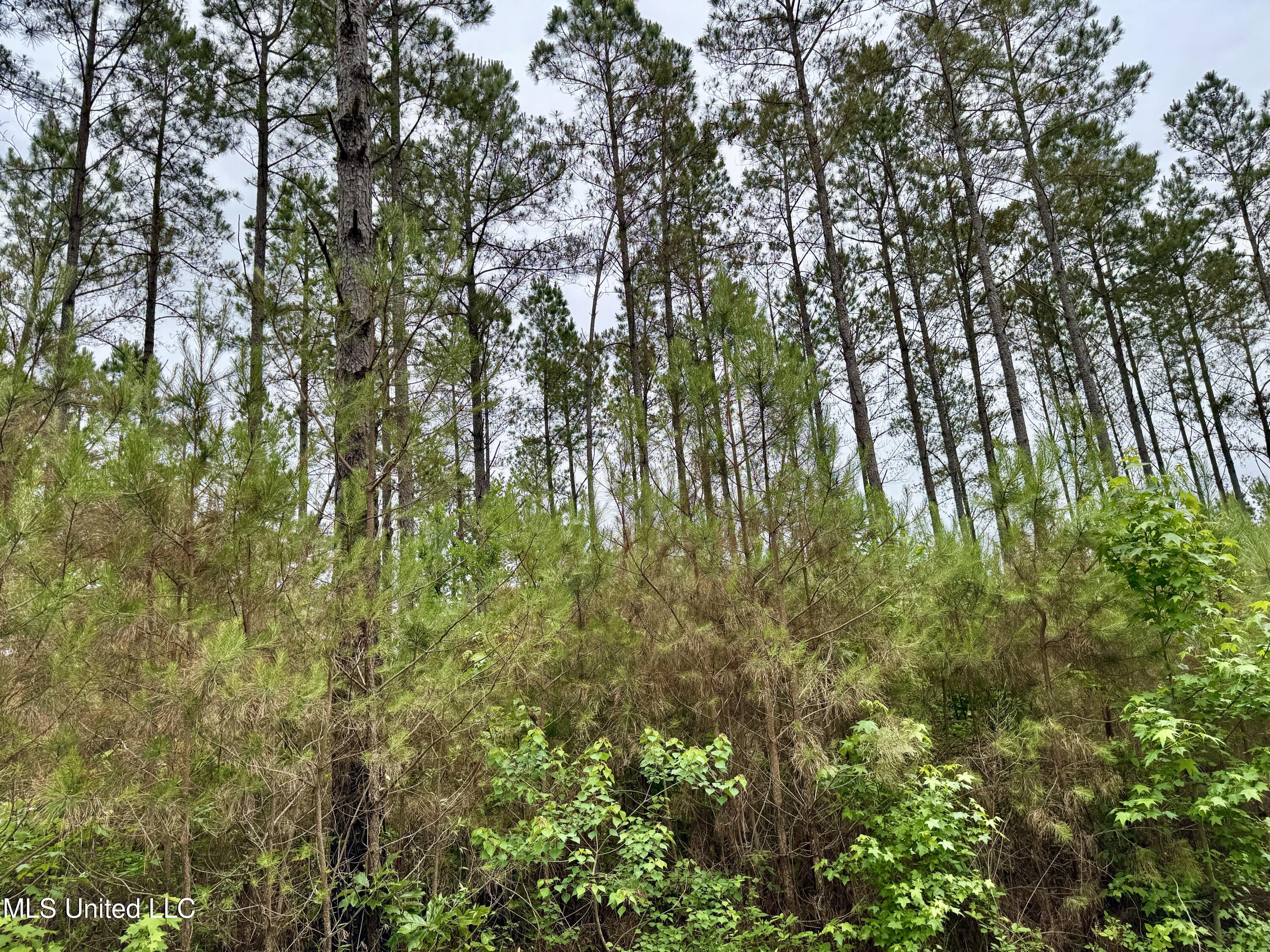 0 Mt Carmel Road Bailey, MS 39320 - Photo 11 of 26 527763CF-66A4-4646-A8EB-017C10FAE967_1_2