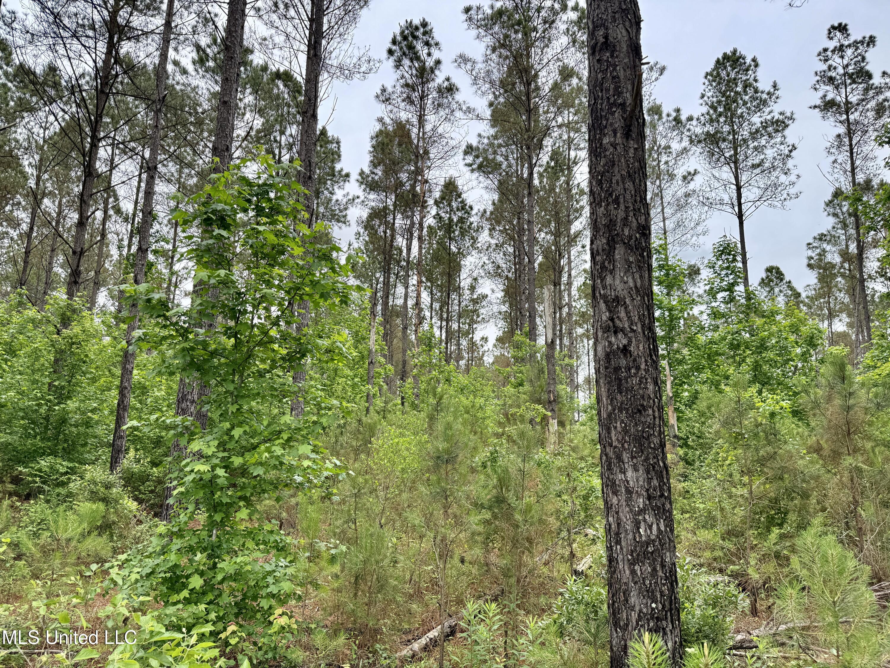 0 Mt Carmel Road Bailey, MS 39320 - Photo 14 of 26 64C68389-8F57-41BE-AD16-B77845AA1813_1_2