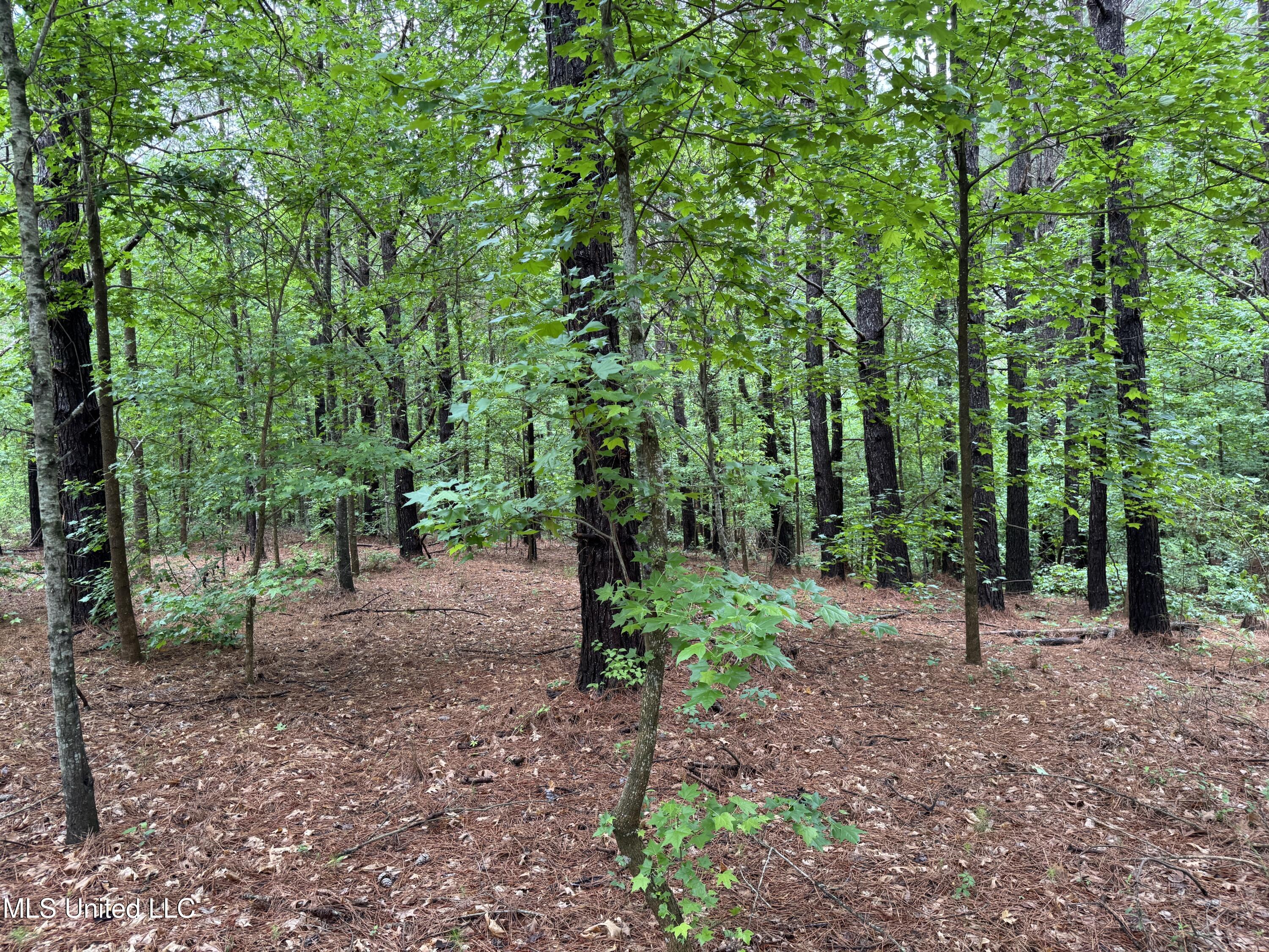0 Mt Carmel Road Bailey, MS 39320 - Photo 20 of 26 BD5D0EFC-FE20-4665-A2B1-A0209C19828E