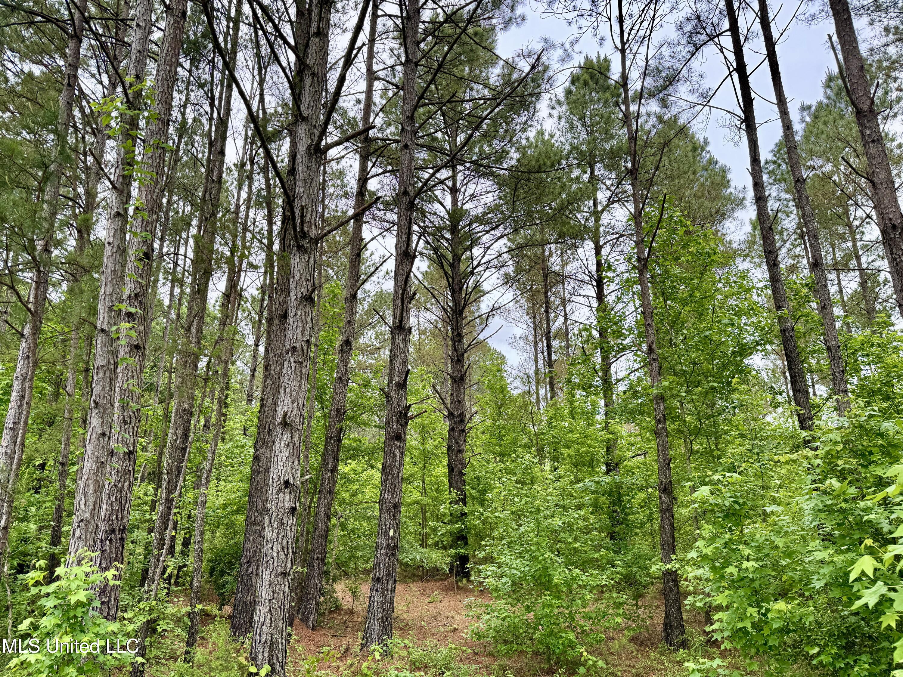 0 Mt Carmel Road Bailey, MS 39320 - Photo 24 of 26 A4FB6351-0720-43F3-8BFE-DB2C24853556_1_2