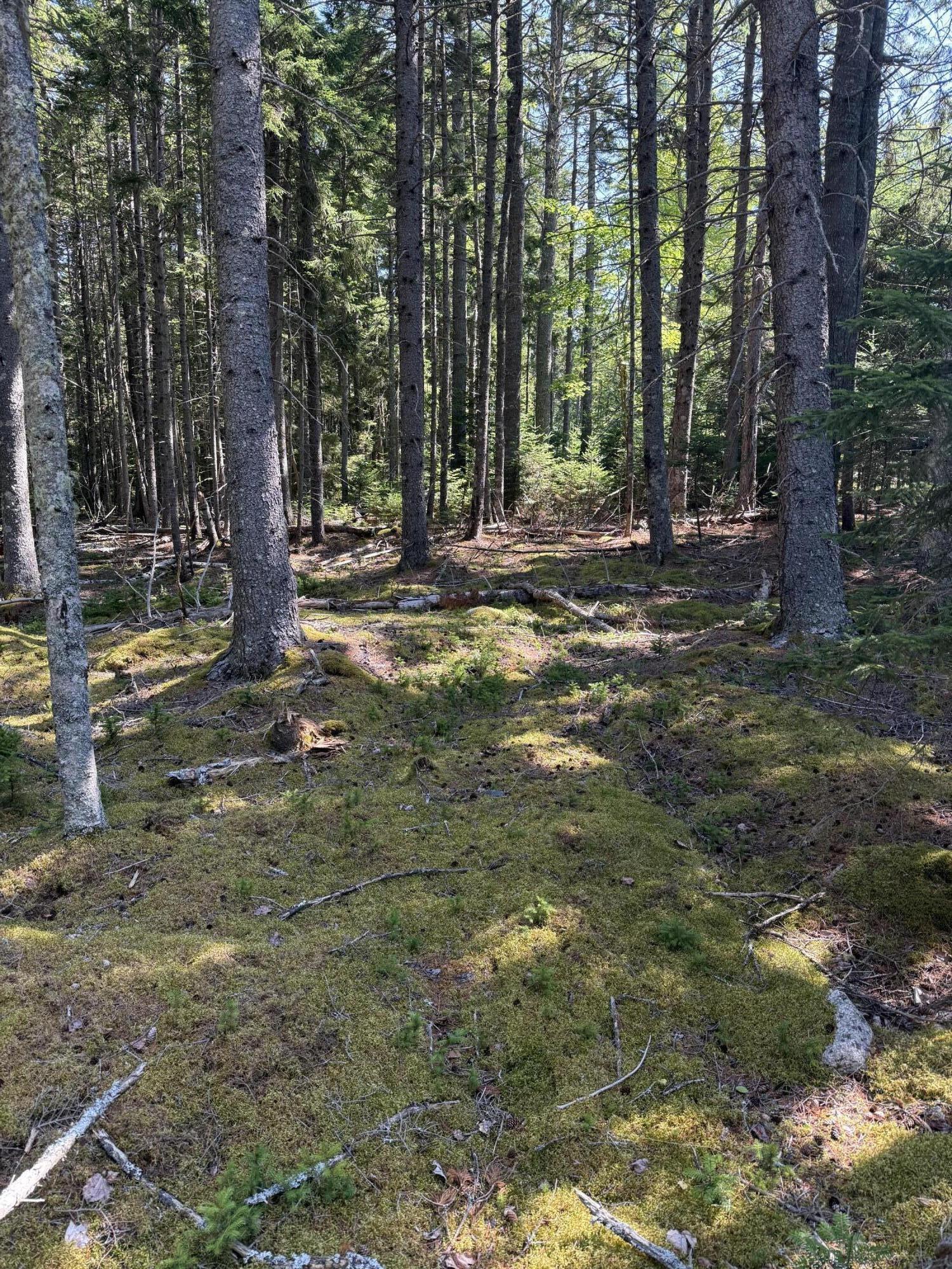 17 Duck Cove Road Brooklin, ME 04616 - Photo 6 of 7 IMG_6515