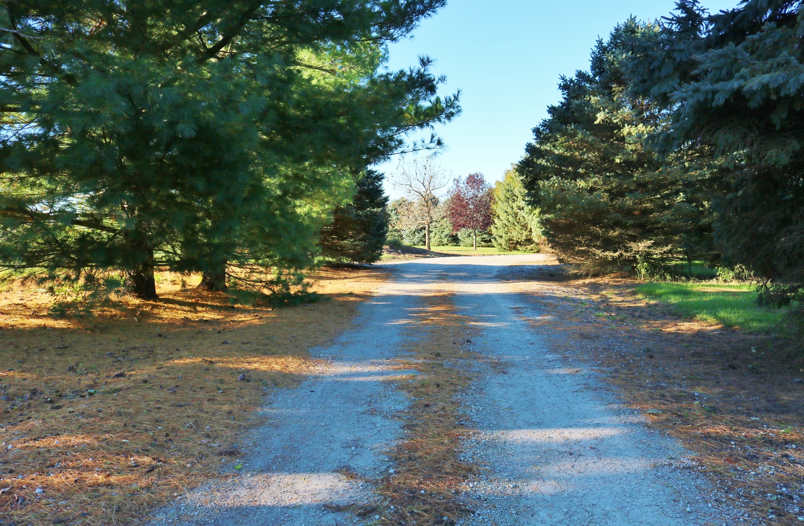 12232 Grove Road Minooka, IL 60447 - Photo 5 of 57 a view of a yard with a tree