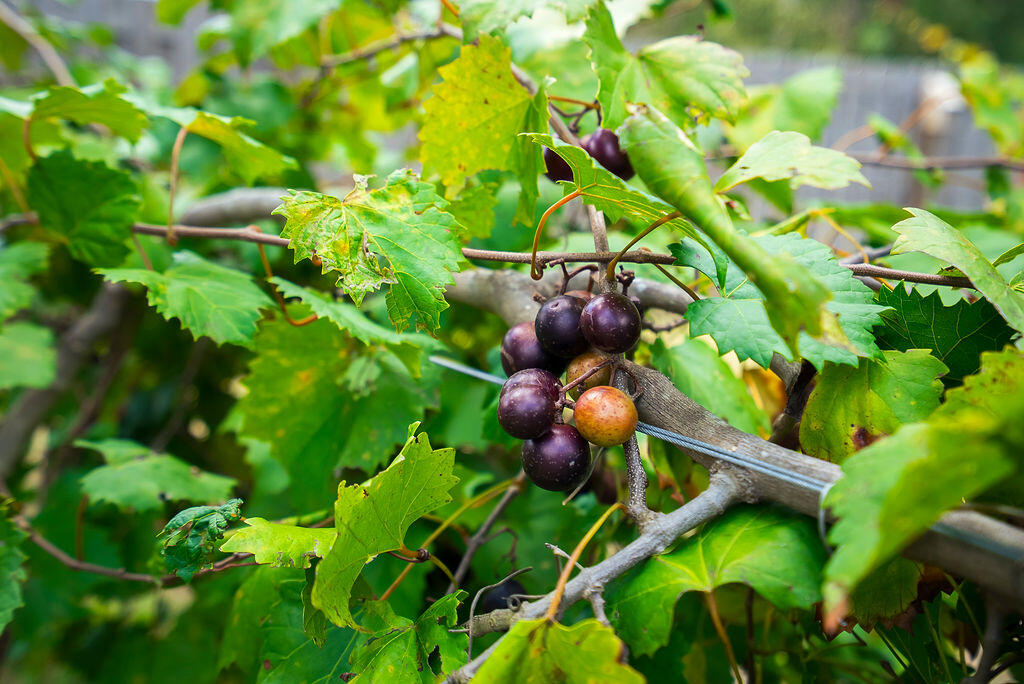 2686 New Hope Circle Hephzibah, GA 30815 - Photo 64 of 74 ©MeghannPadgett_2686NewHopeCircle-64