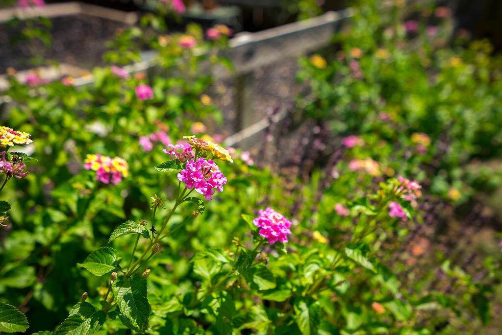 2686 New Hope Circle Hephzibah, GA 30815 - Photo 71 of 74 ©MeghannPadgett_2686NewHopeCircle-71