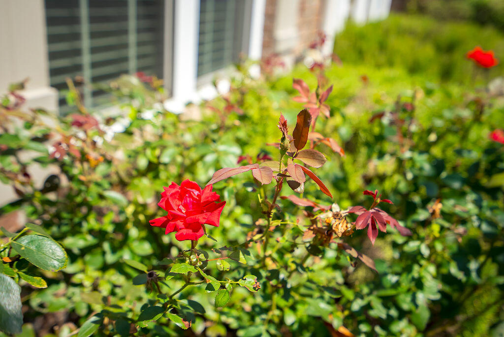 2686 New Hope Circle Hephzibah, GA 30815 - Photo 10 of 74 ©MeghannPadgett_2686NewHopeCircle-8