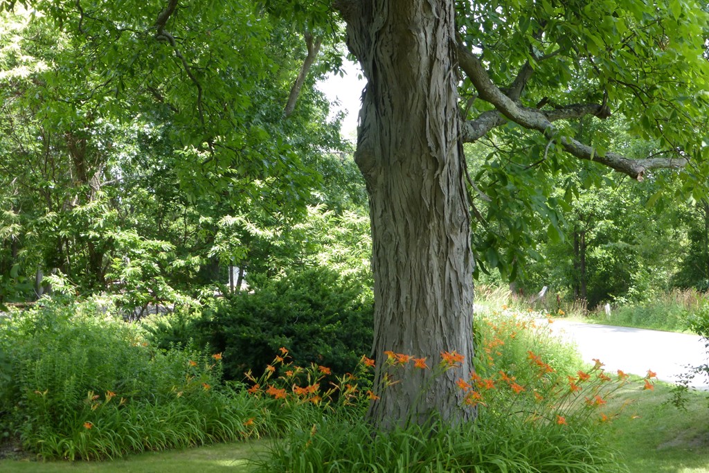586 Neck Road Lancaster, MA 01523 - Photo 4 of 23 a view of a yard