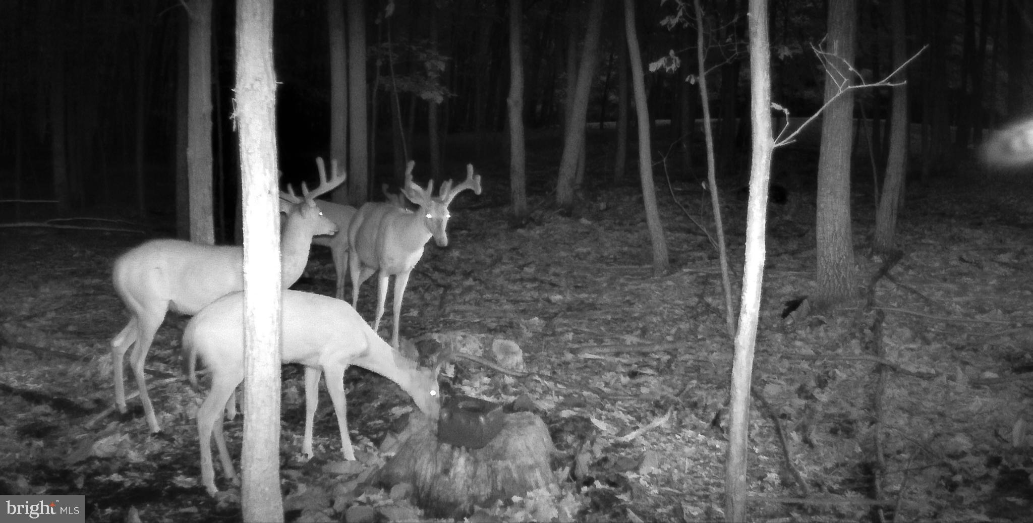 3035 Stillhouse Hollow Road Shippensburg, PA 17257 - Photo 127 of 129