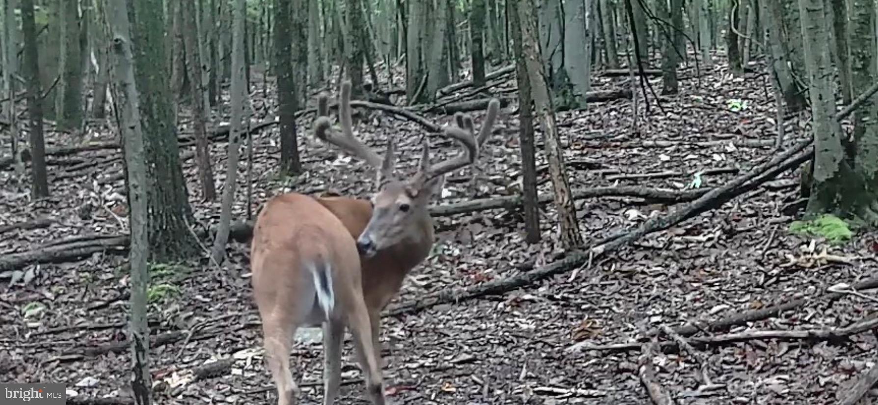 3035 Stillhouse Hollow Road Shippensburg, PA 17257 - Photo 129 of 129