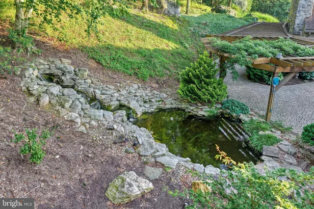 a close up of a plant in a garden