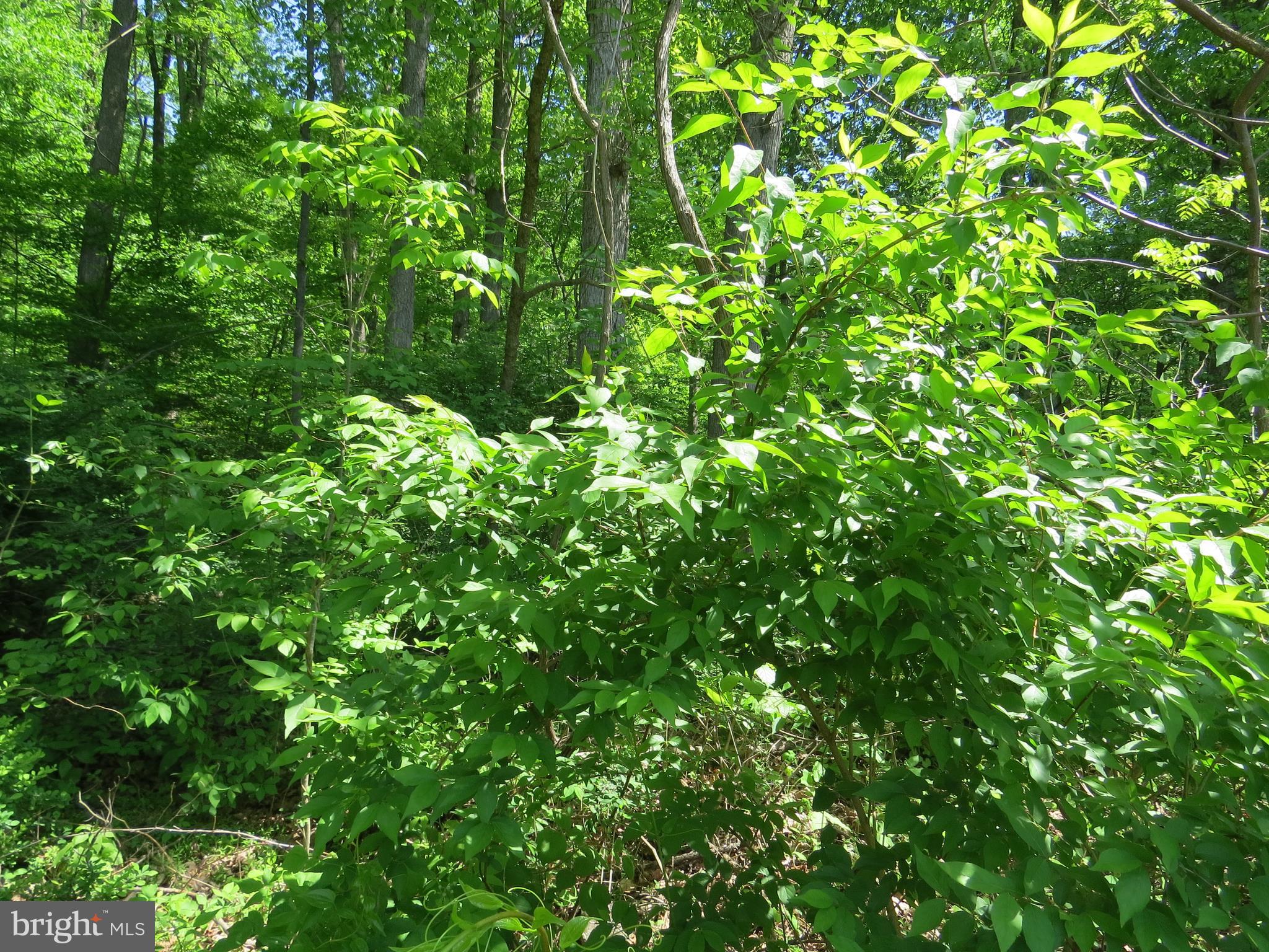 Lot 1 Company Farm Road York Springs, PA 17372 - Photo 8 of 8 Gallery Image 8