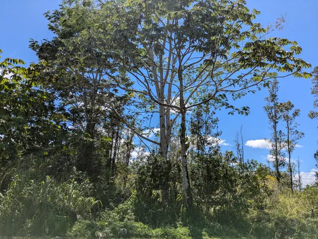 $76,000 | 14 Sandalwood Drive, Pahoa, HI 96778