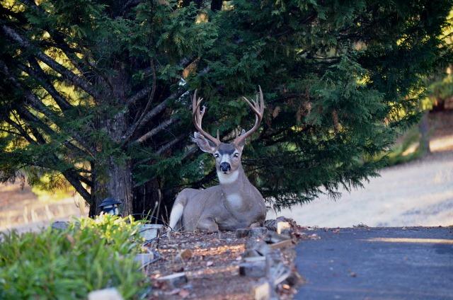 700 Trollview Road Grants Pass, OR 97527 - Photo 21 of 30 Some visitors!