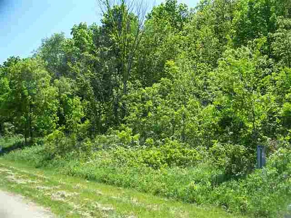 a view of a lush green forest