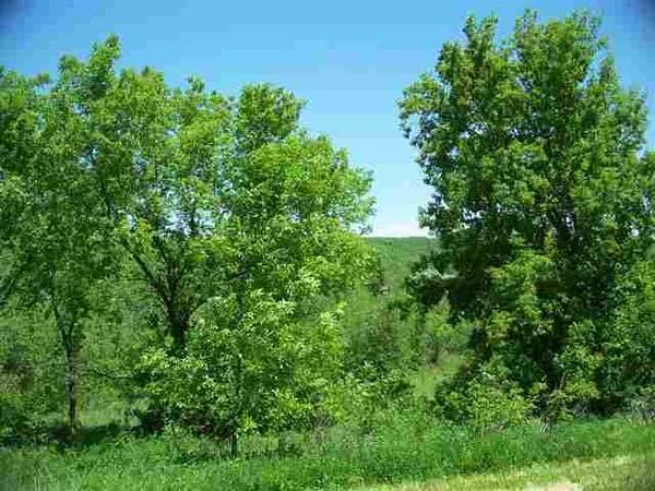 a view of a lush green space