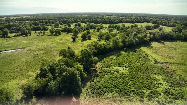 a view of a lot of trees and bushes