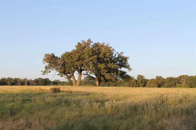 a view of yard with trees