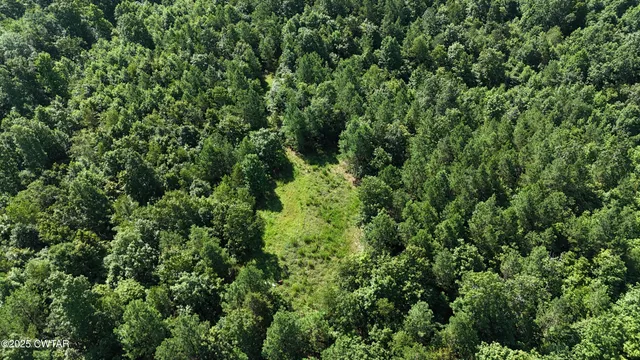 a view of a lush green forest