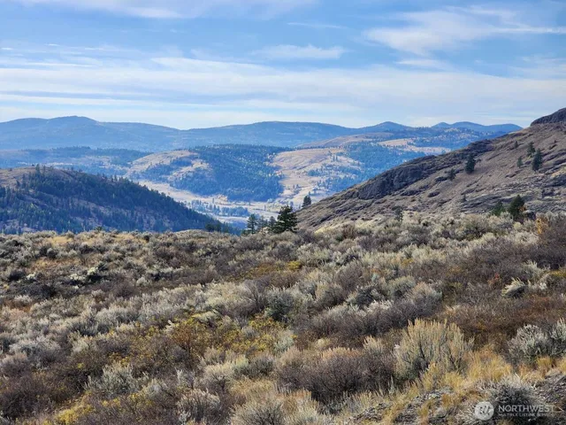 a view of a dry yard with large trees