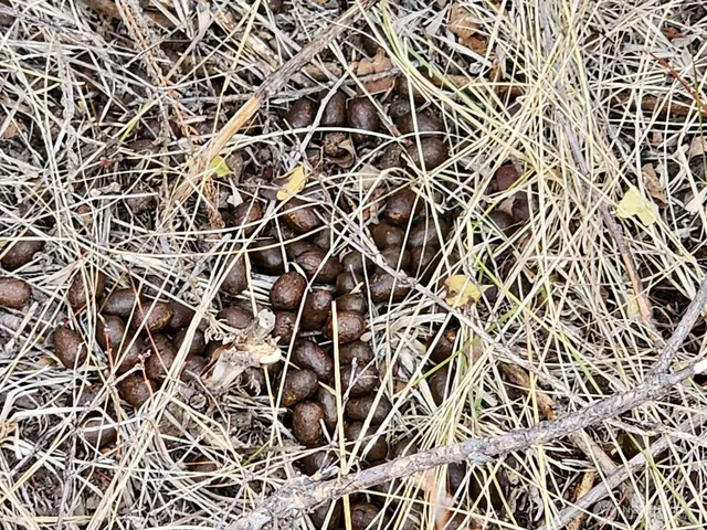 a view of a big yard