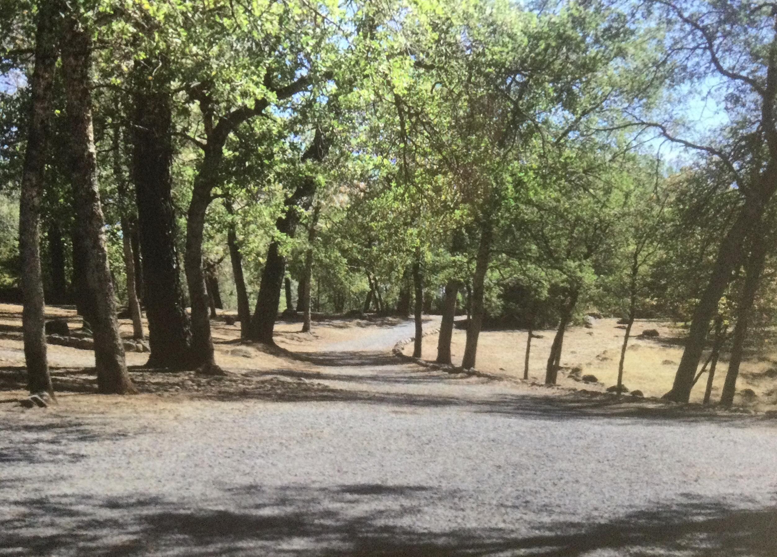 24980 Backbone Road Bella Vista, CA 96008 - Photo 8 of 18 Driveway