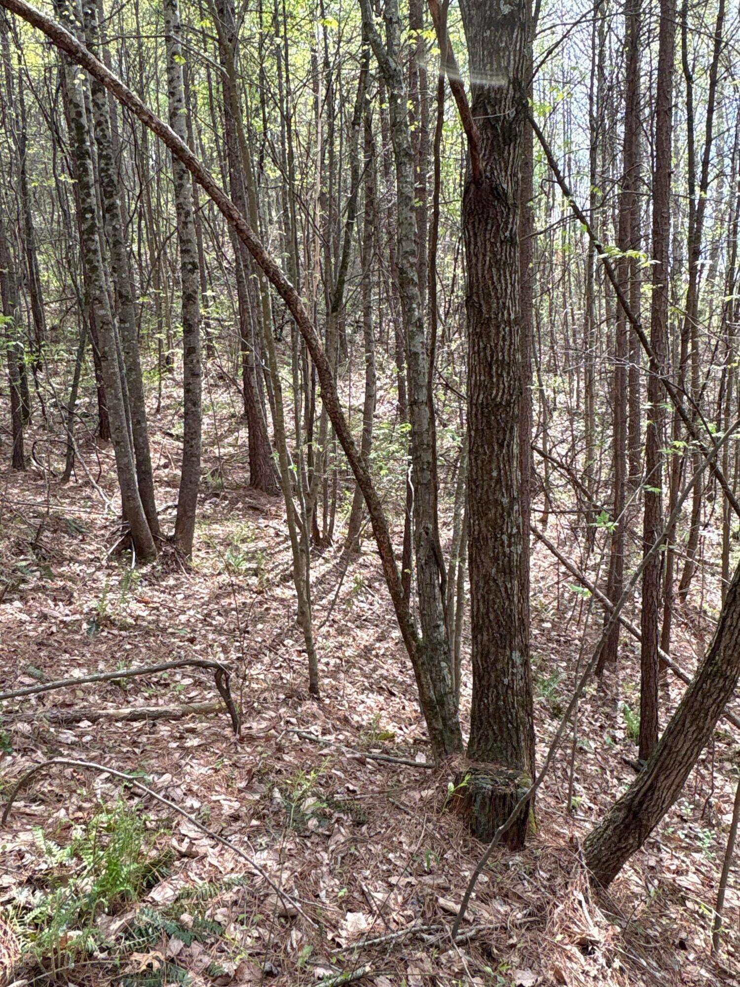 0 Pyle Road Lucasville, OH 45648 - Photo 20 of 26 pic 24