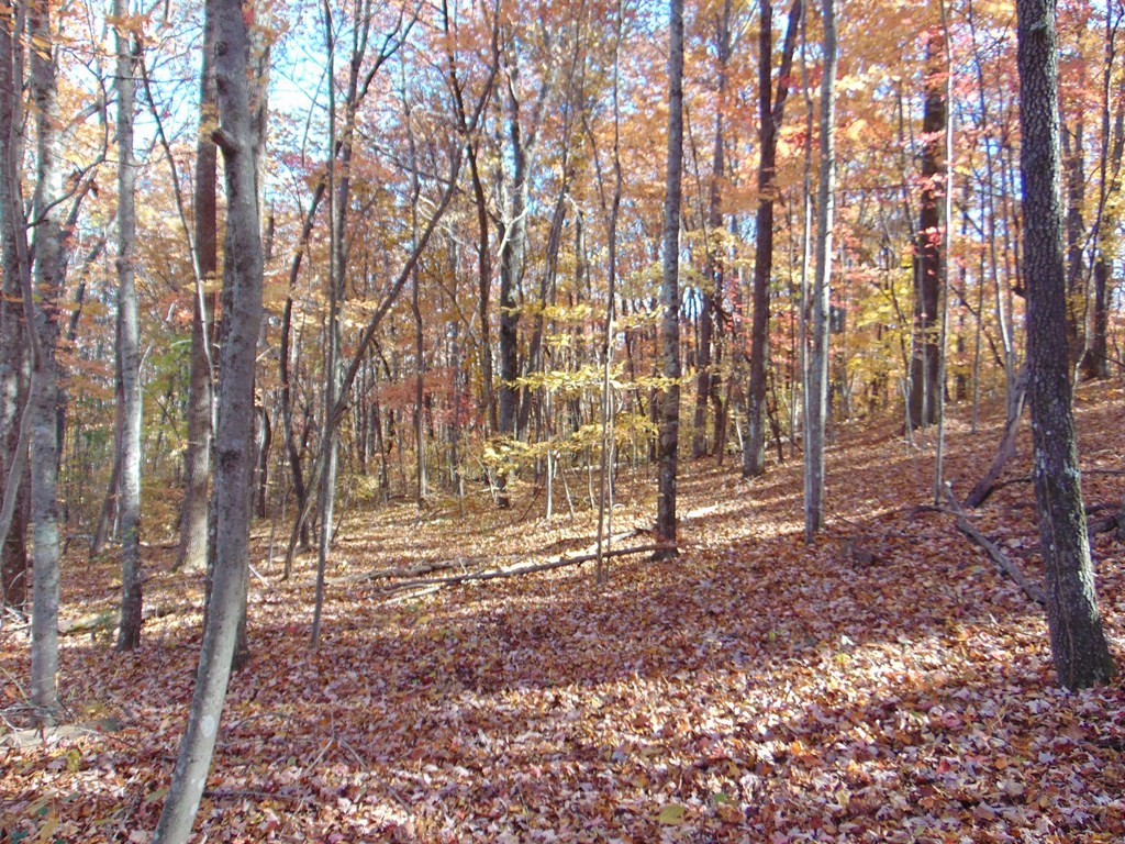 0 Raccoon Ridge Road Spring City, TN 37381 - Photo 31 of 70
