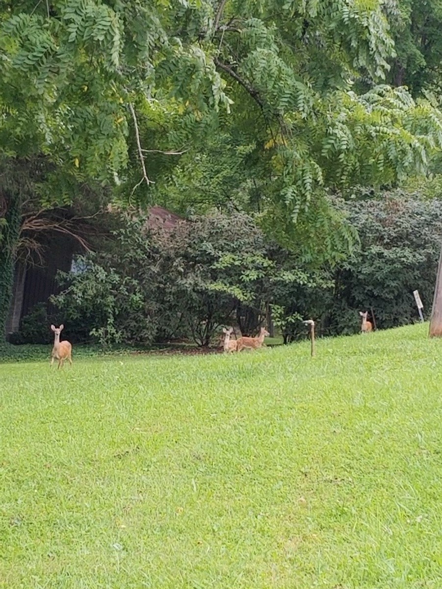 7404 Hoods Branch Road Springfield, TN 37172 - Photo 49 of 50 a backyard of a house with lots of green space