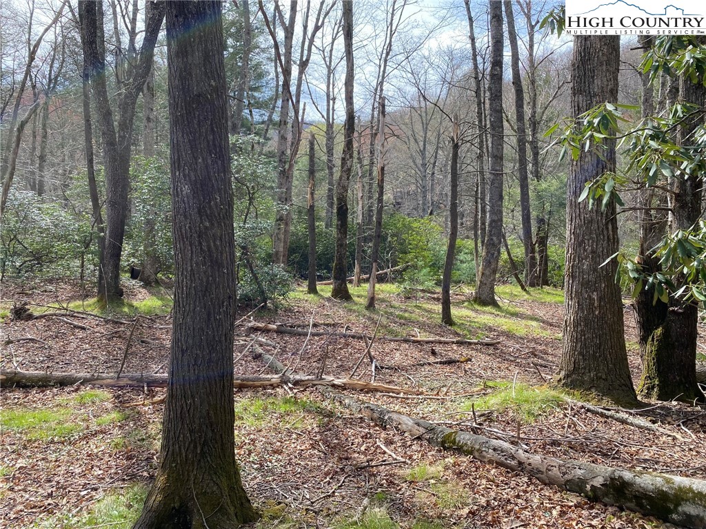 Sweetwater Ridge Burnsville, NC 28714 - Photo 33 of 39 a view of a forest with trees