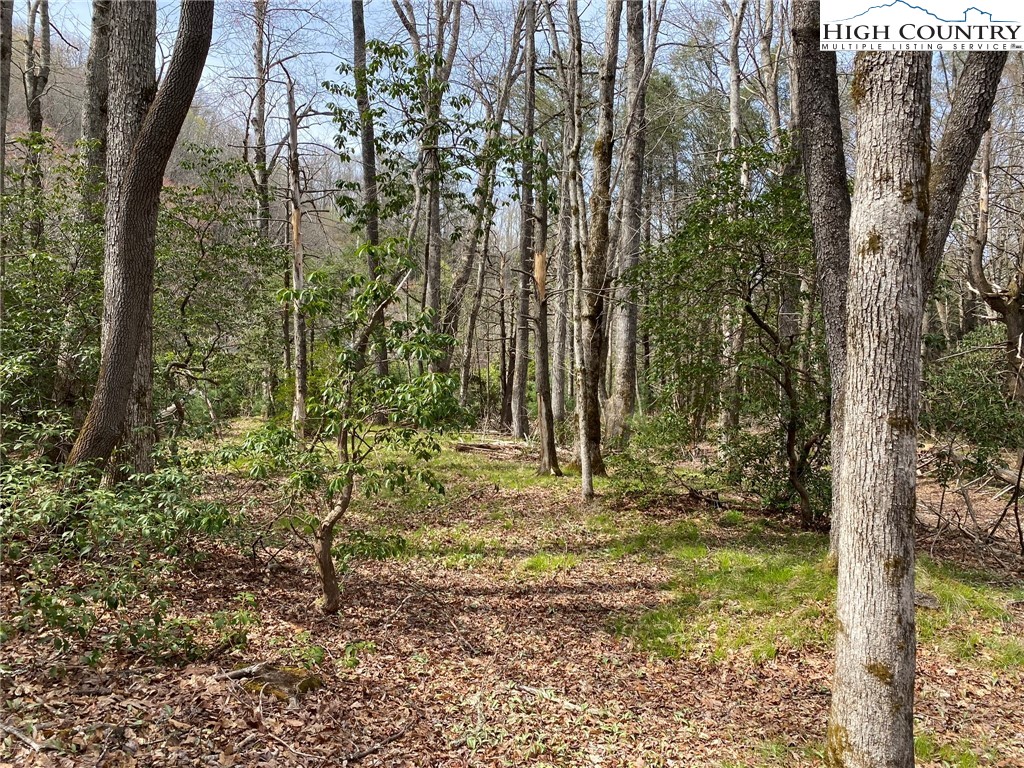 Sweetwater Ridge Burnsville, NC 28714 - Photo 36 of 39 a view of a yard with plants and large trees