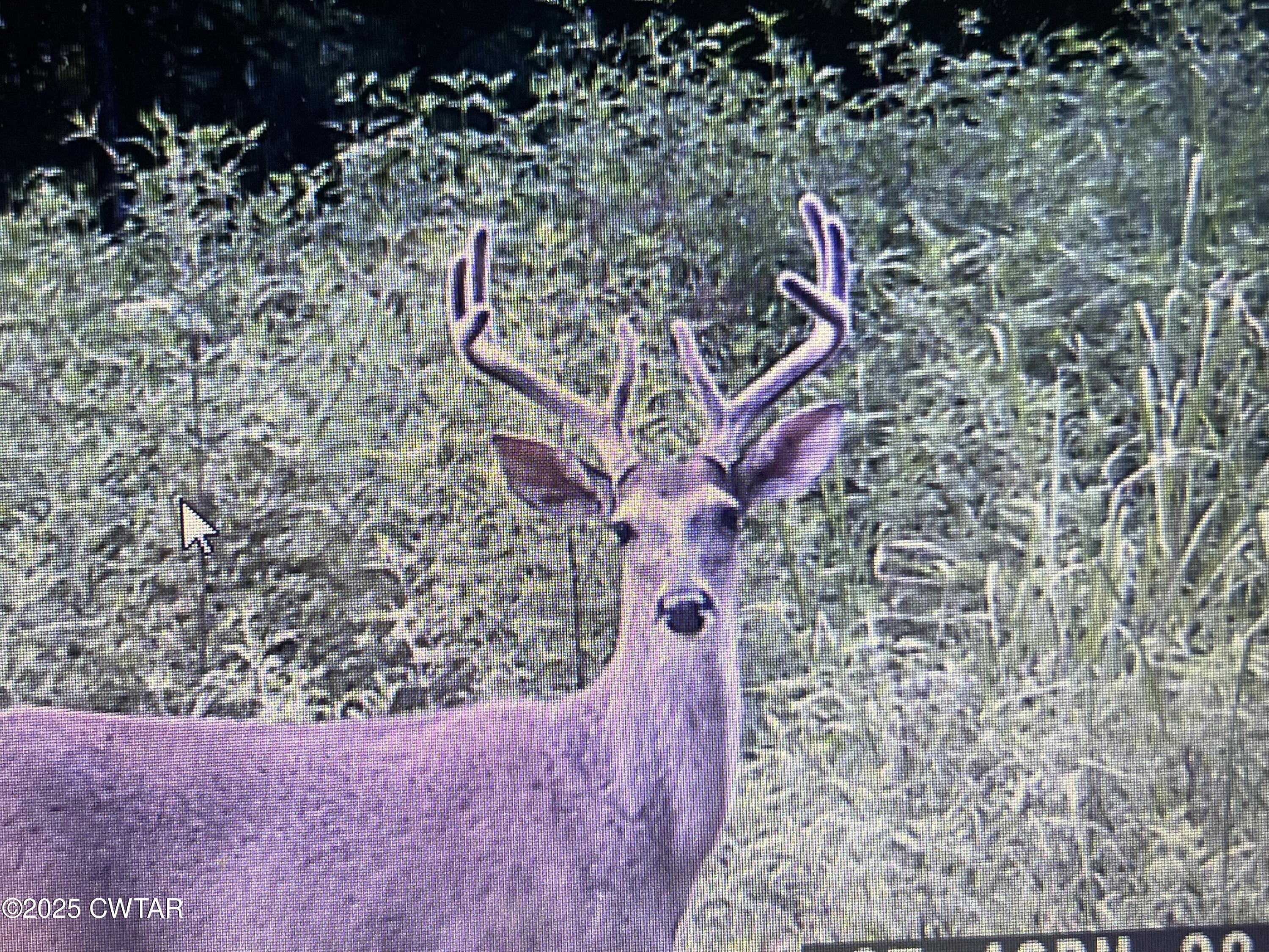 4260 Highfield Road Cedar Grove, TN 38321 - Photo 3 of 8 view of a wooden floor