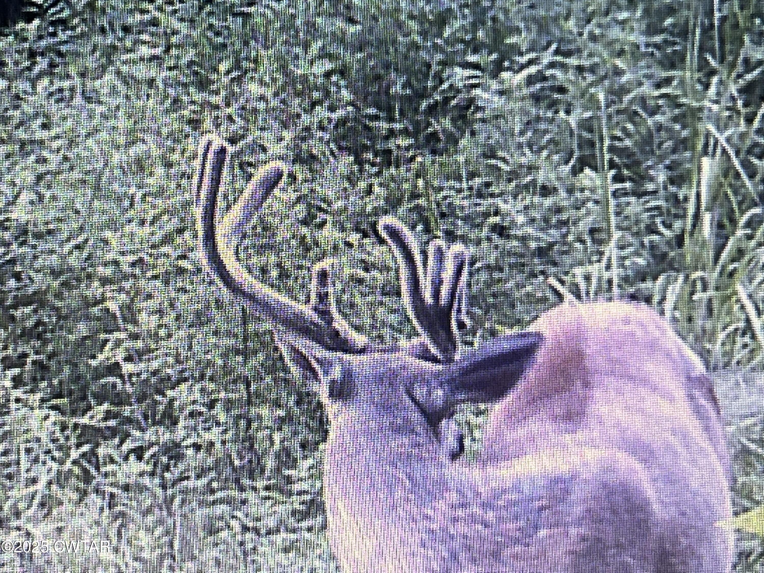 4260 Highfield Road Cedar Grove, TN 38321 - Photo 5 of 8 a view of a wooden floor with a plant in the background