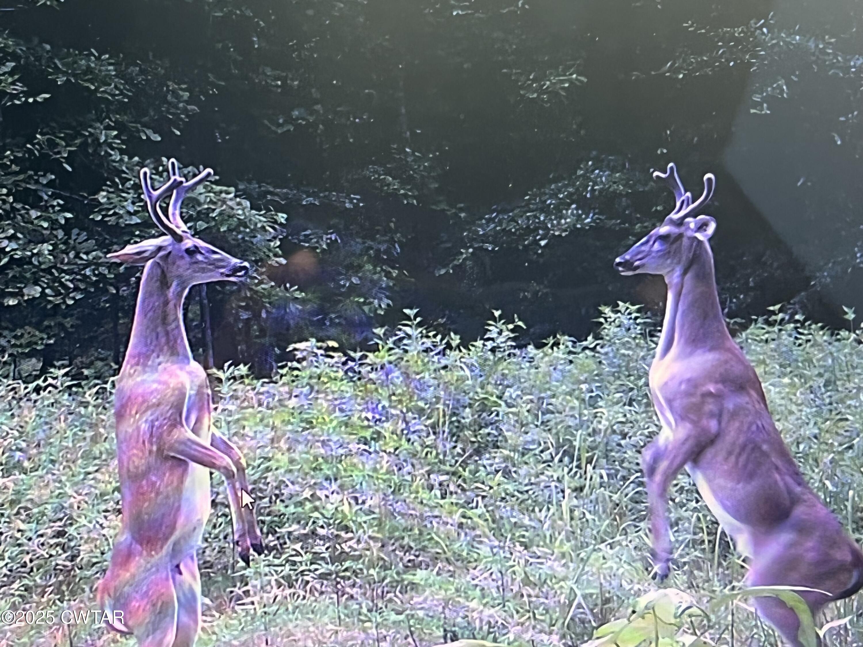 4260 Highfield Road Cedar Grove, TN 38321 - Photo 6 of 8 a front view of a house with a yard