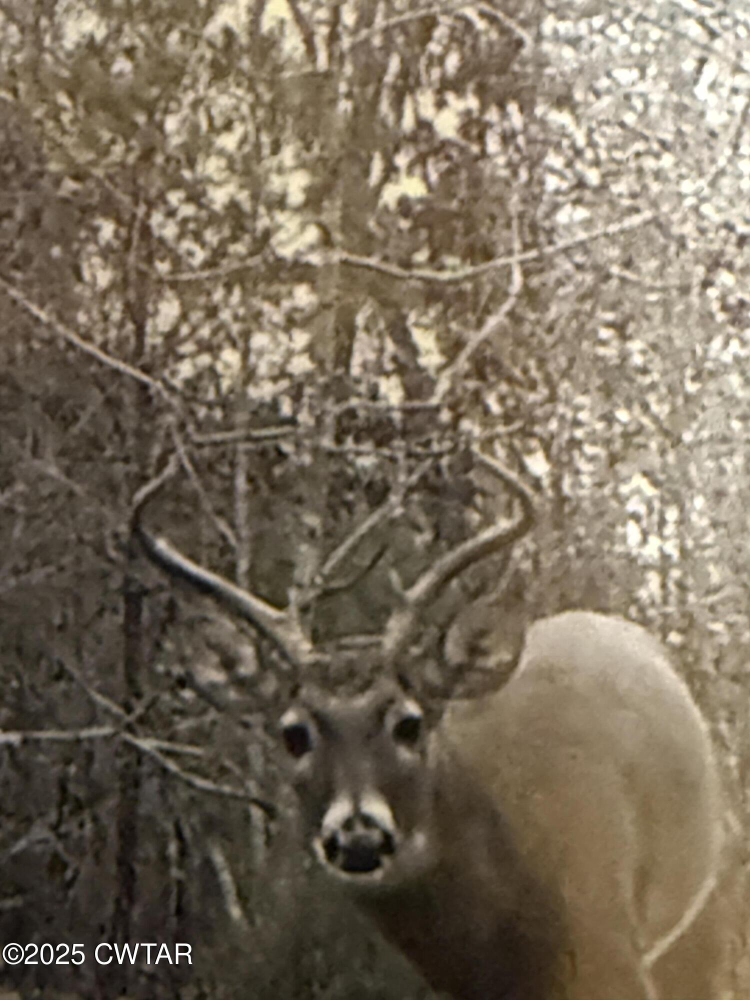4260 Highfield Road Cedar Grove, TN 38321 - Photo 8 of 8 a close up of a plant