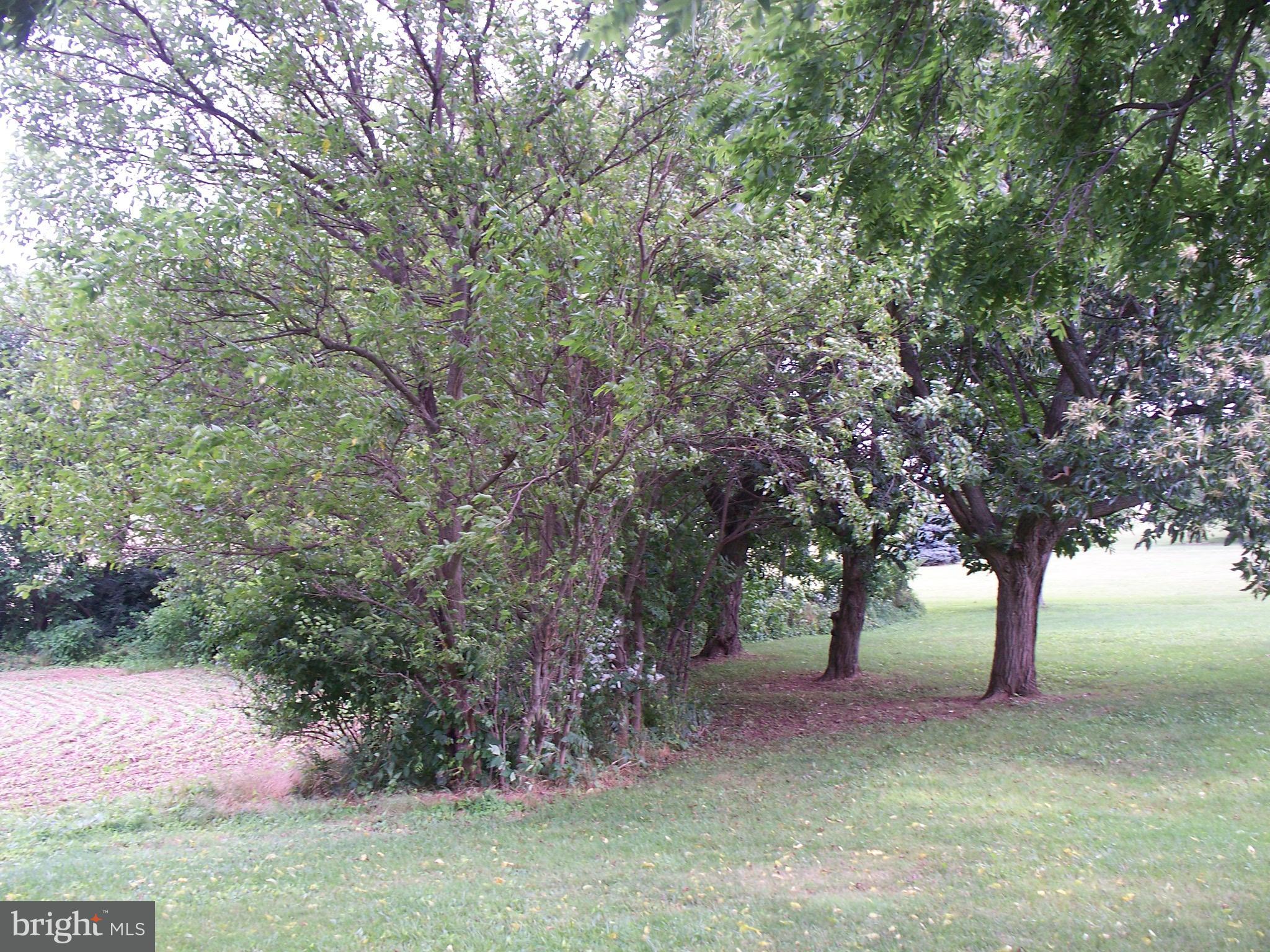 341 St Bartholomew Road Hanover, PA 17331 - Photo 16 of 44 a big yard with large trees