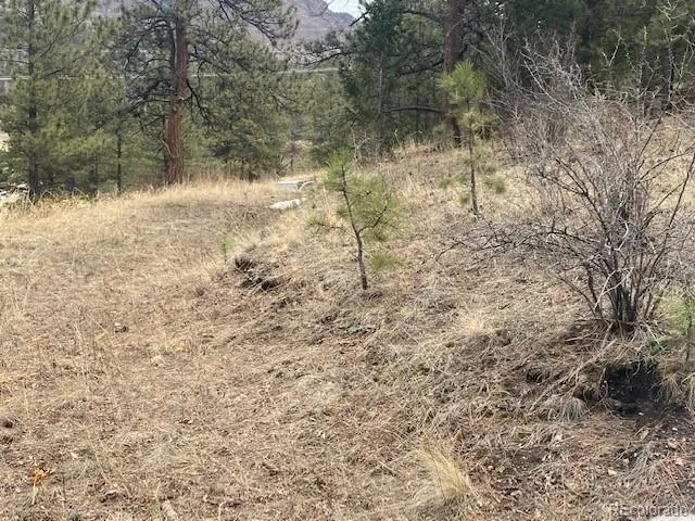 a view of a yard with plants and trees