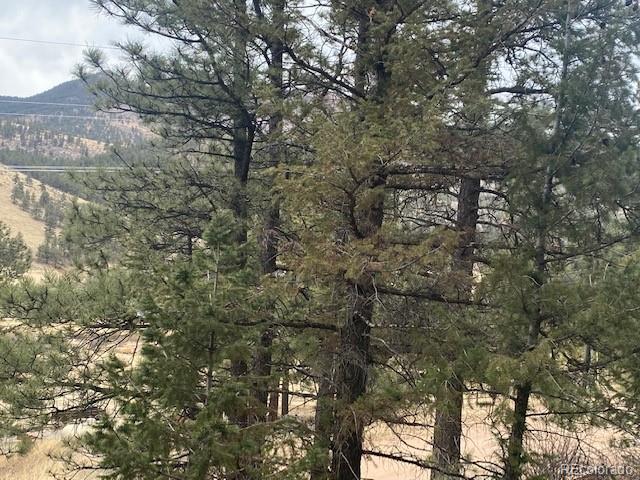 364 County Road 64 Shawnee, CO 80475 - Photo 13 of 16 a view of a yard with plants and trees