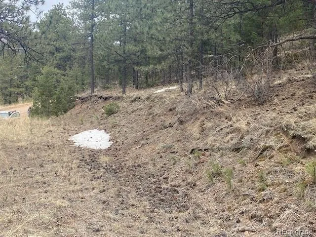 a view of a dry yard with trees
