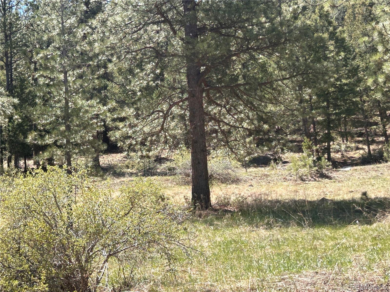 364 County Road 64 Shawnee, CO 80475 - Photo 6 of 16 a view of a yard with trees
