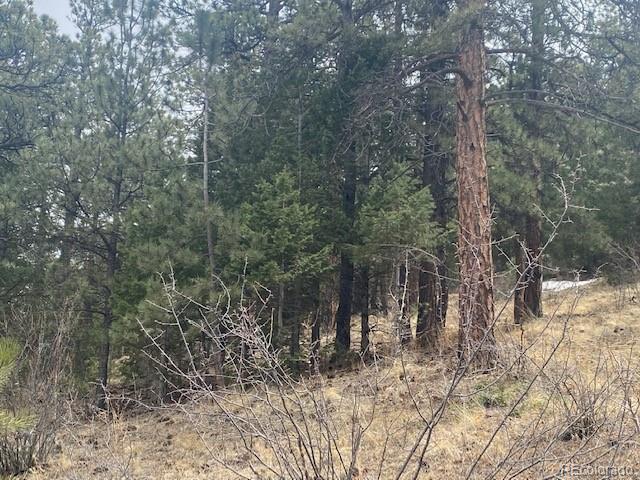 364 County Road 64 Shawnee, CO 80475 - Photo 7 of 16 a view of a forest filled with trees