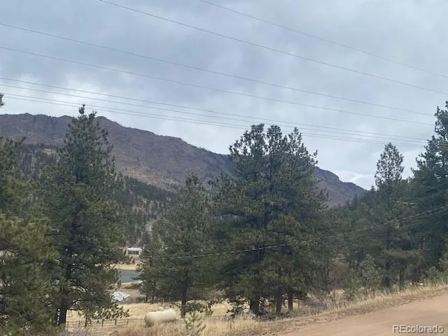 a view of a forest with a tree